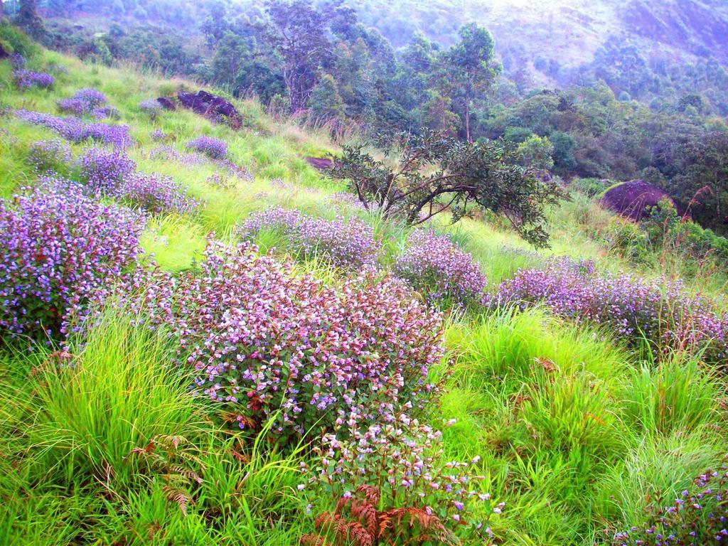 Elysium Garden Otel Munnar Dış mekan fotoğraf